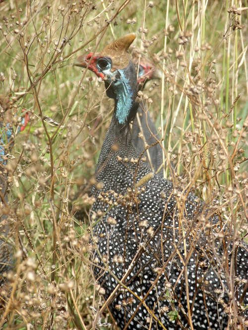 Vogel im Gras
