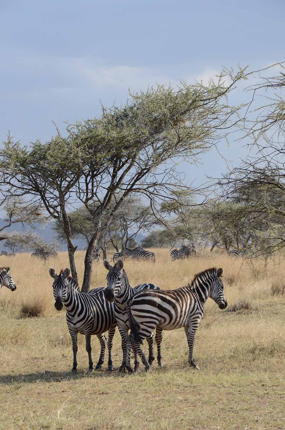 Zebras, Baum, Wiese