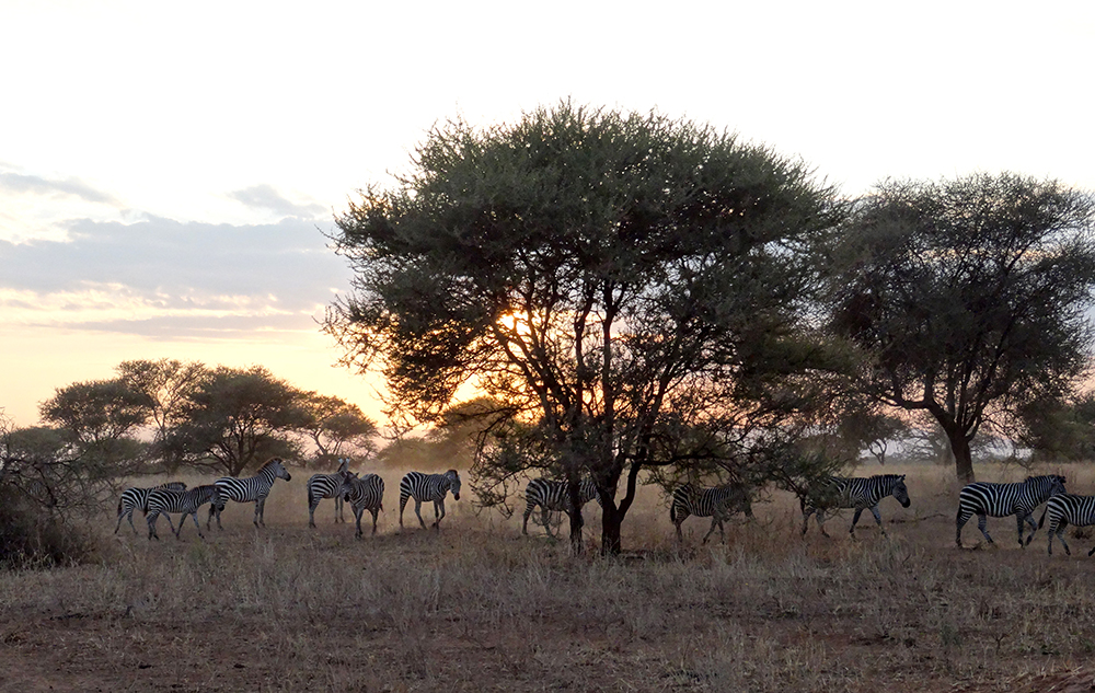 Zebras, Bäume, Sonne
