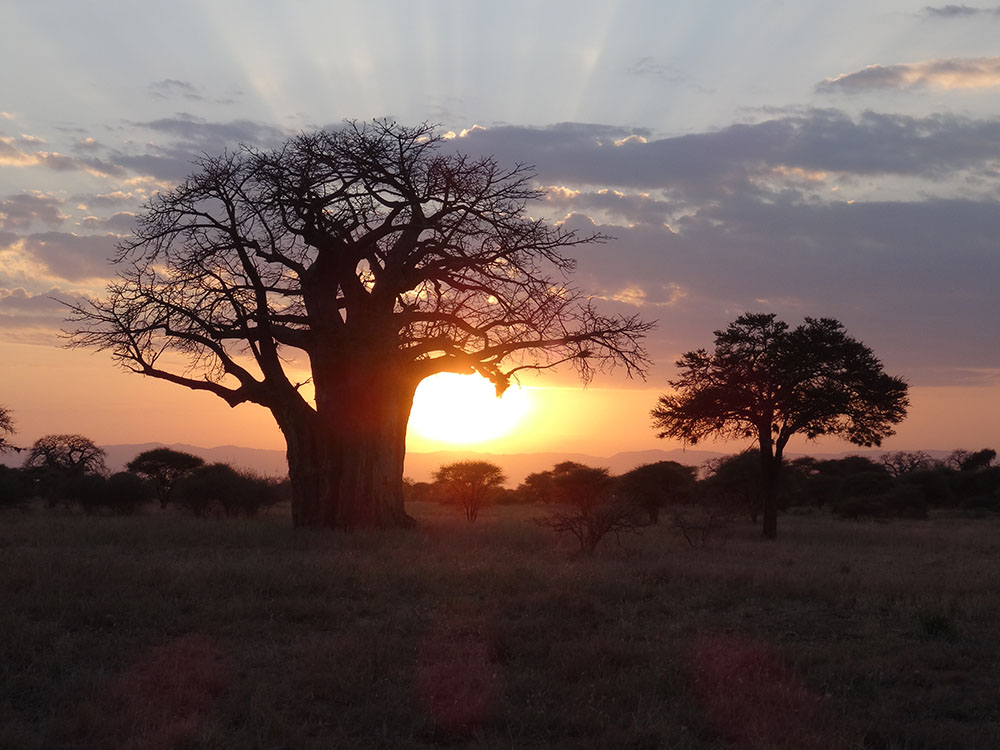 Wildnis, Sonnenuntergang, Bäume