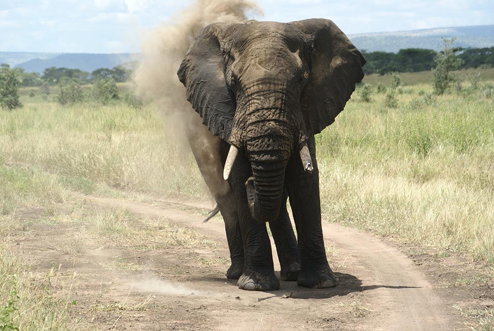 Elefant, Elefanetenrüssel