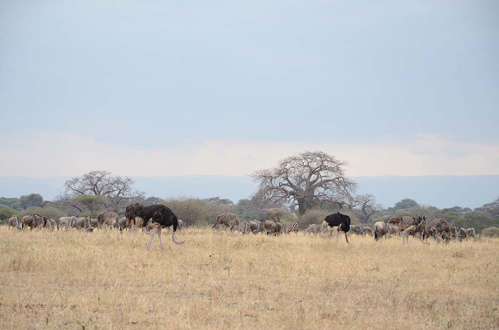 Tiere, Bäume, Steppe