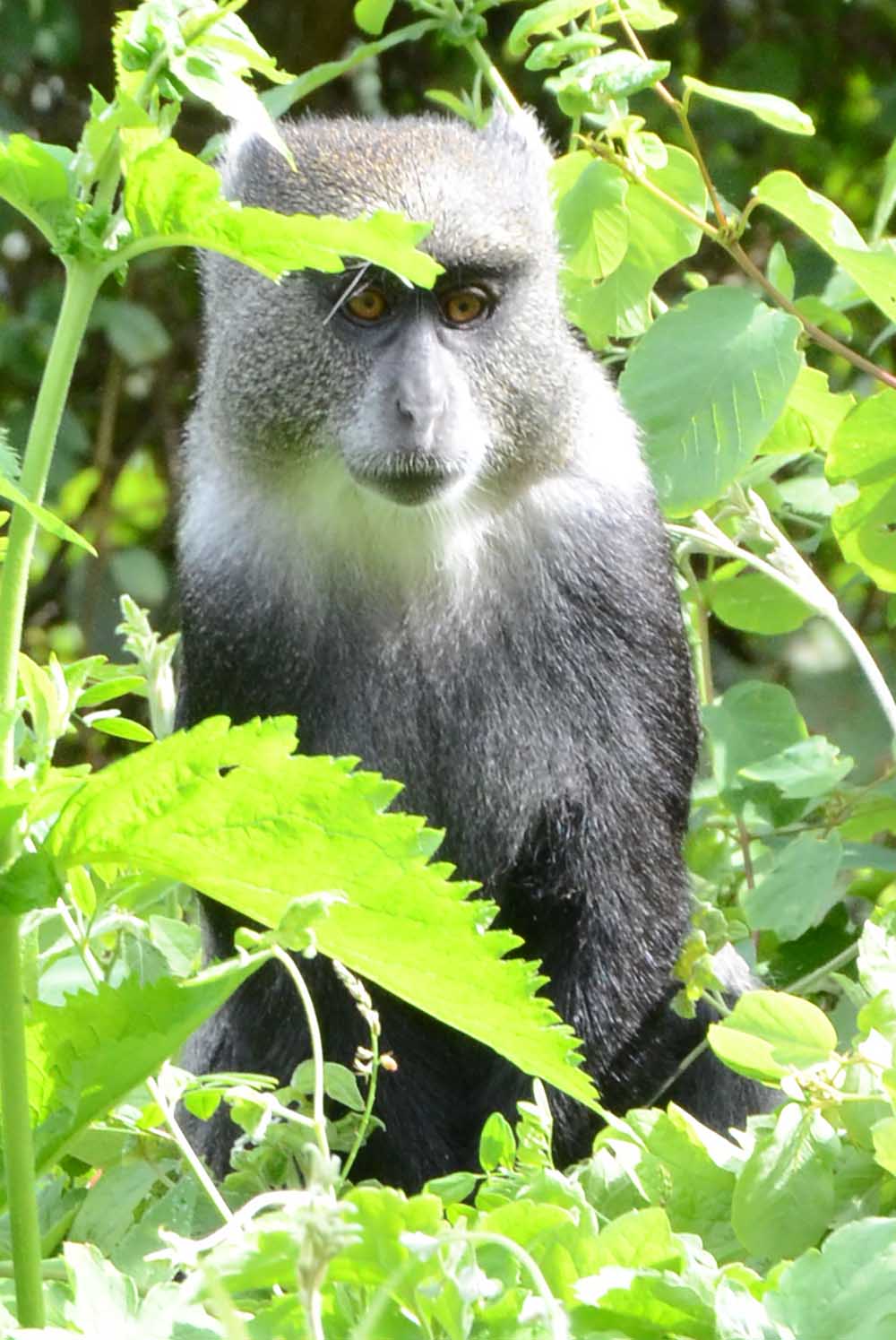 Affe im Gebüsch