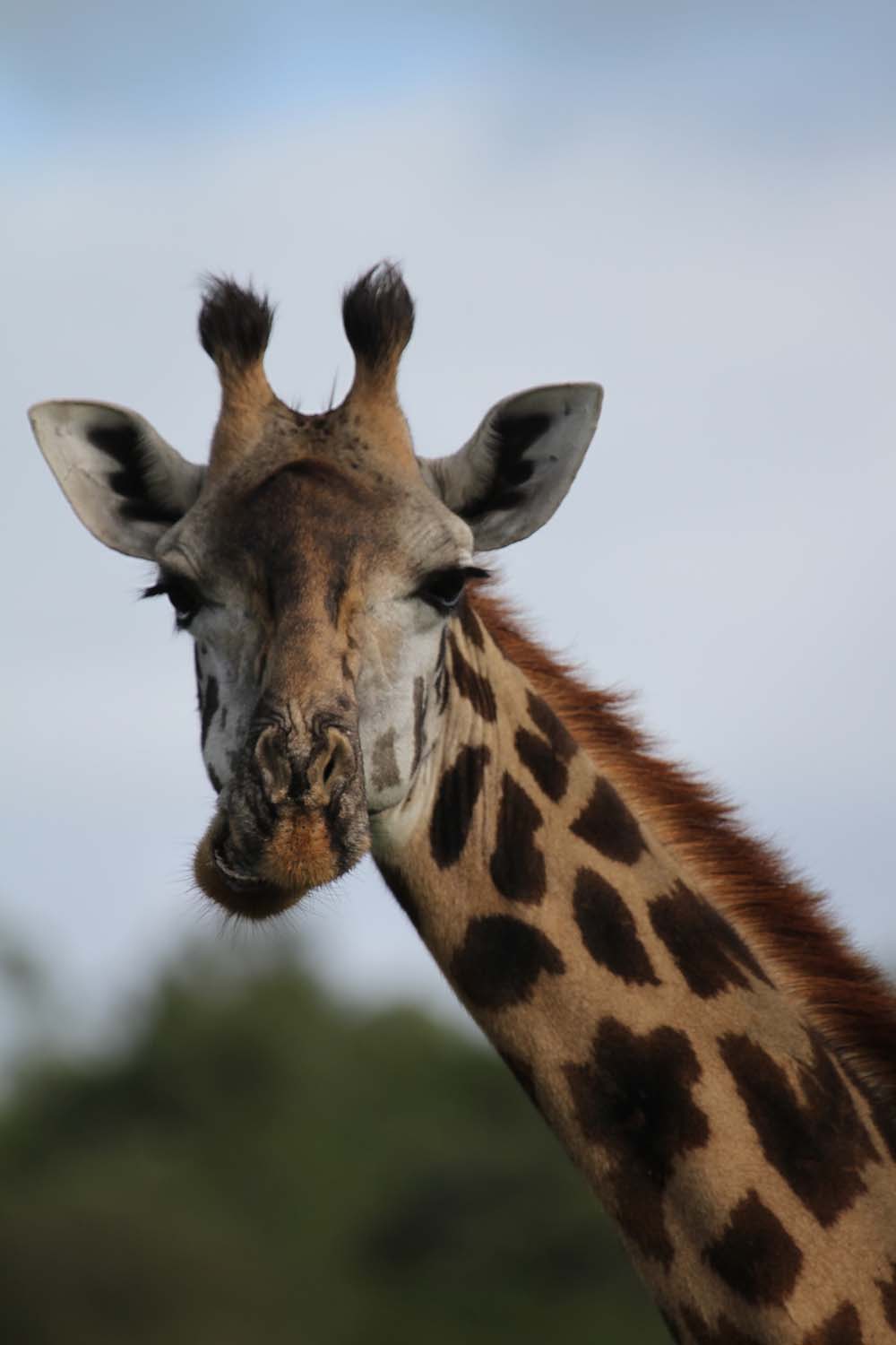 Giraffe kaut Futter
