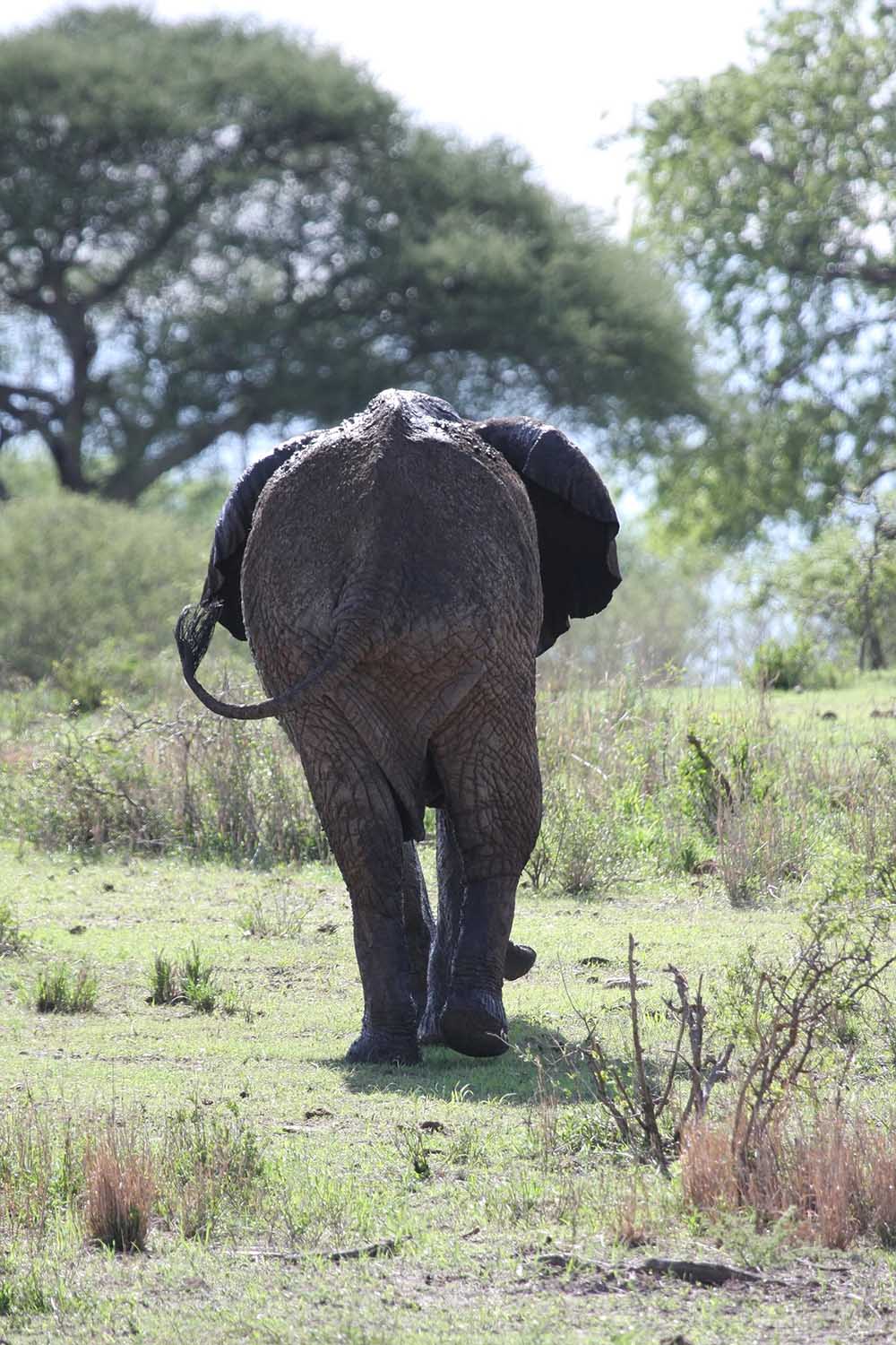 Elefant von Hinten