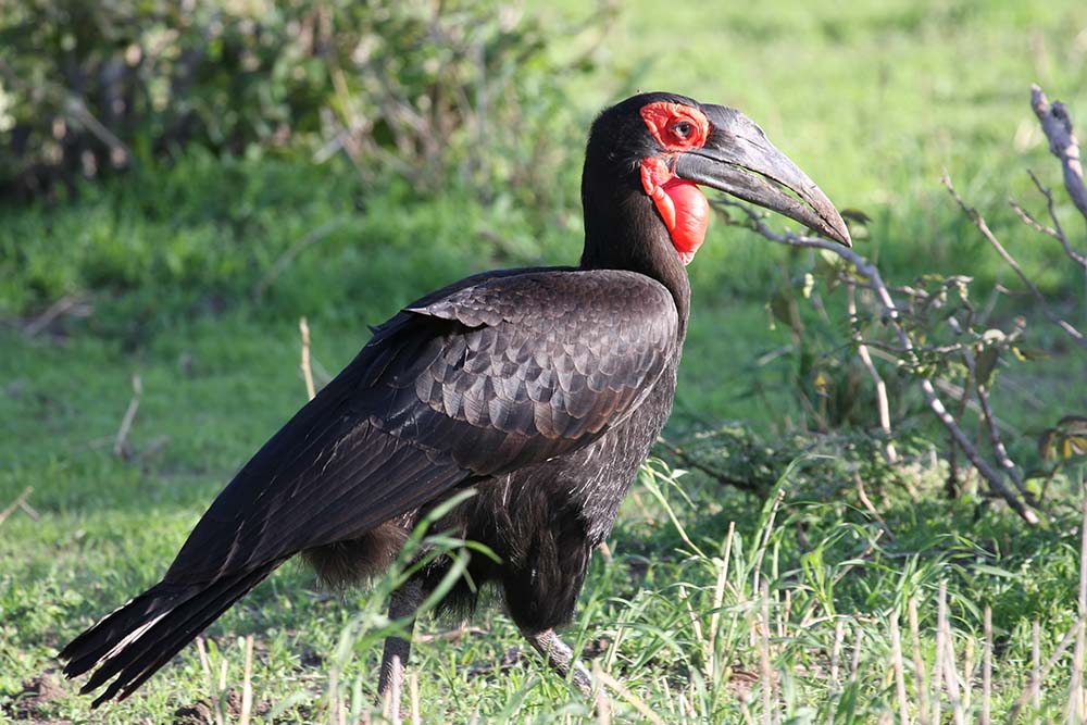 Vogel hält Ausschau