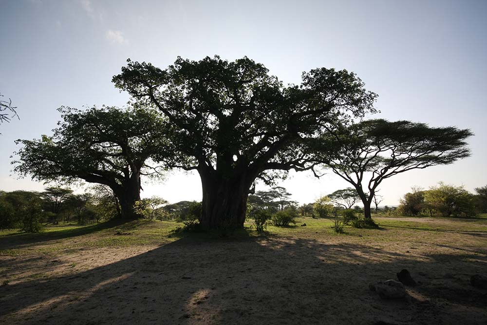 Baum, Sonnenstrahlen