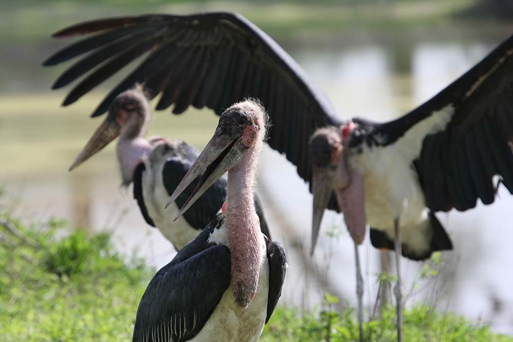 Vögel am Wasser
