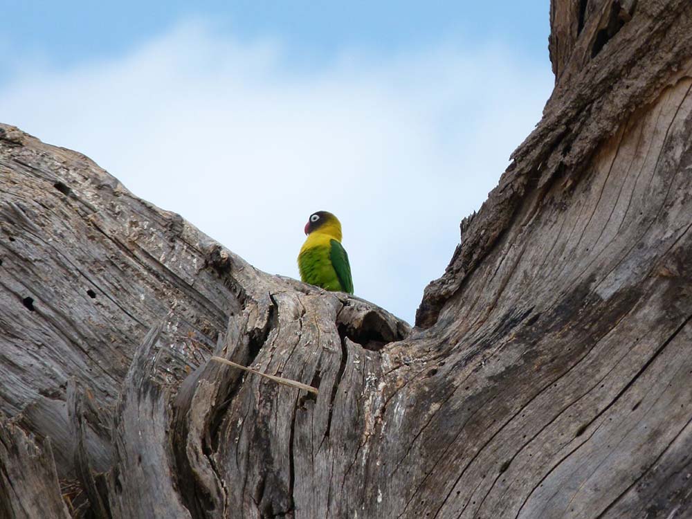 Person hinter Baum