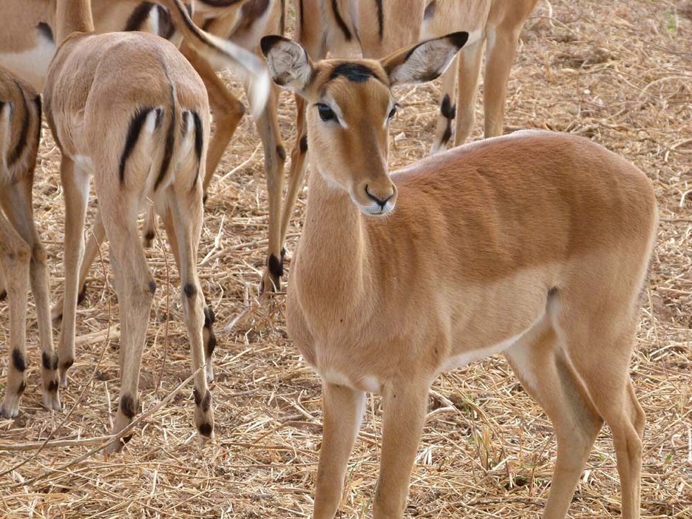 Tiere im Tarangire Park