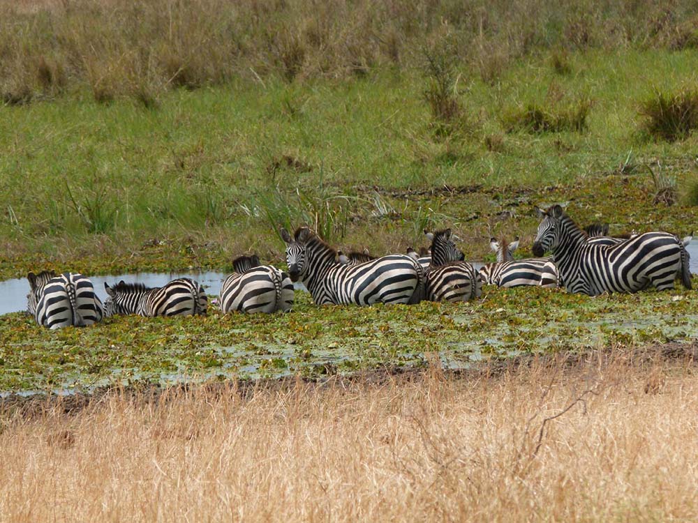Zebras auf der Wiese