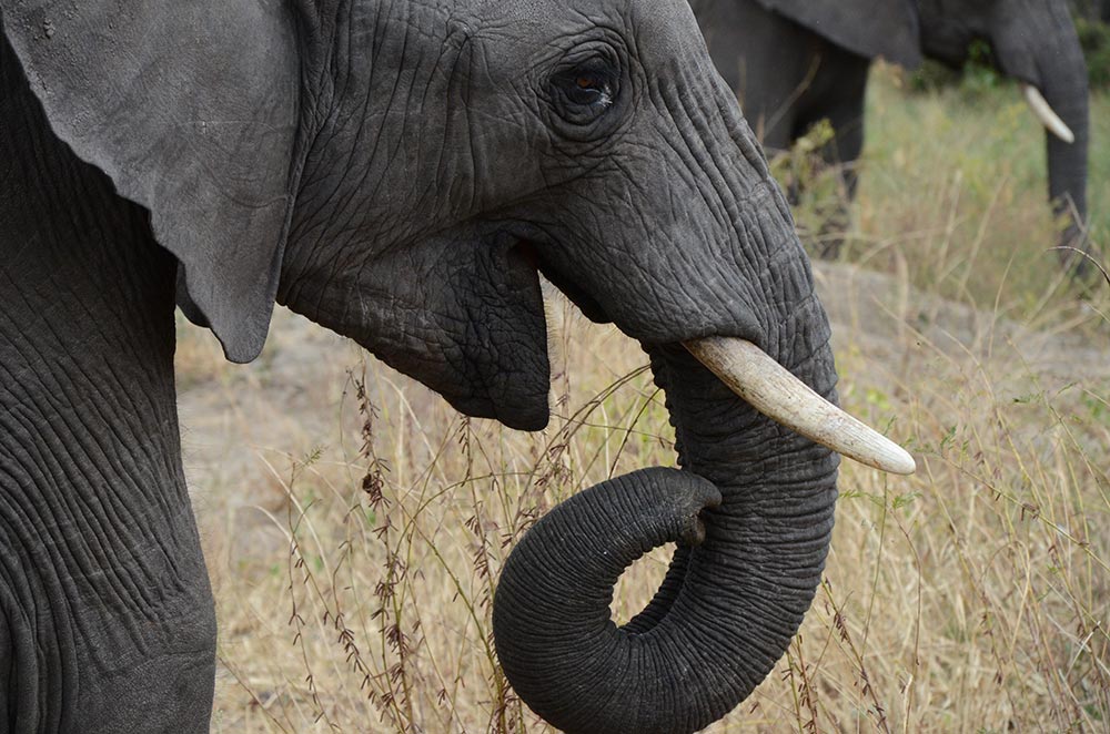 Elefant, Elefantenrüssel