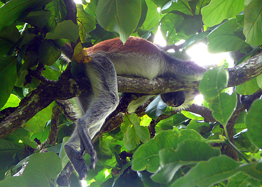 Affe im Baum