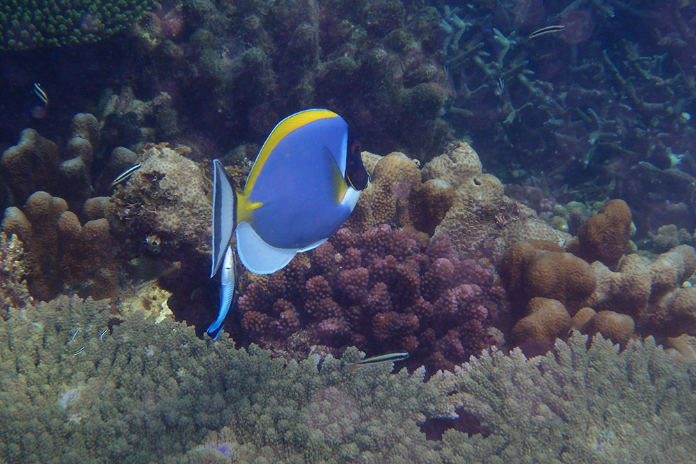 blauer Fisch unter Wasser